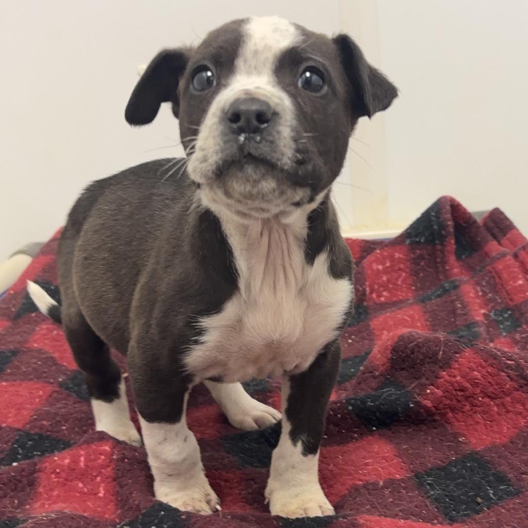 Enlarge Severide, a Adoptable mixed breed in Rocky Mount, VA image 5/6