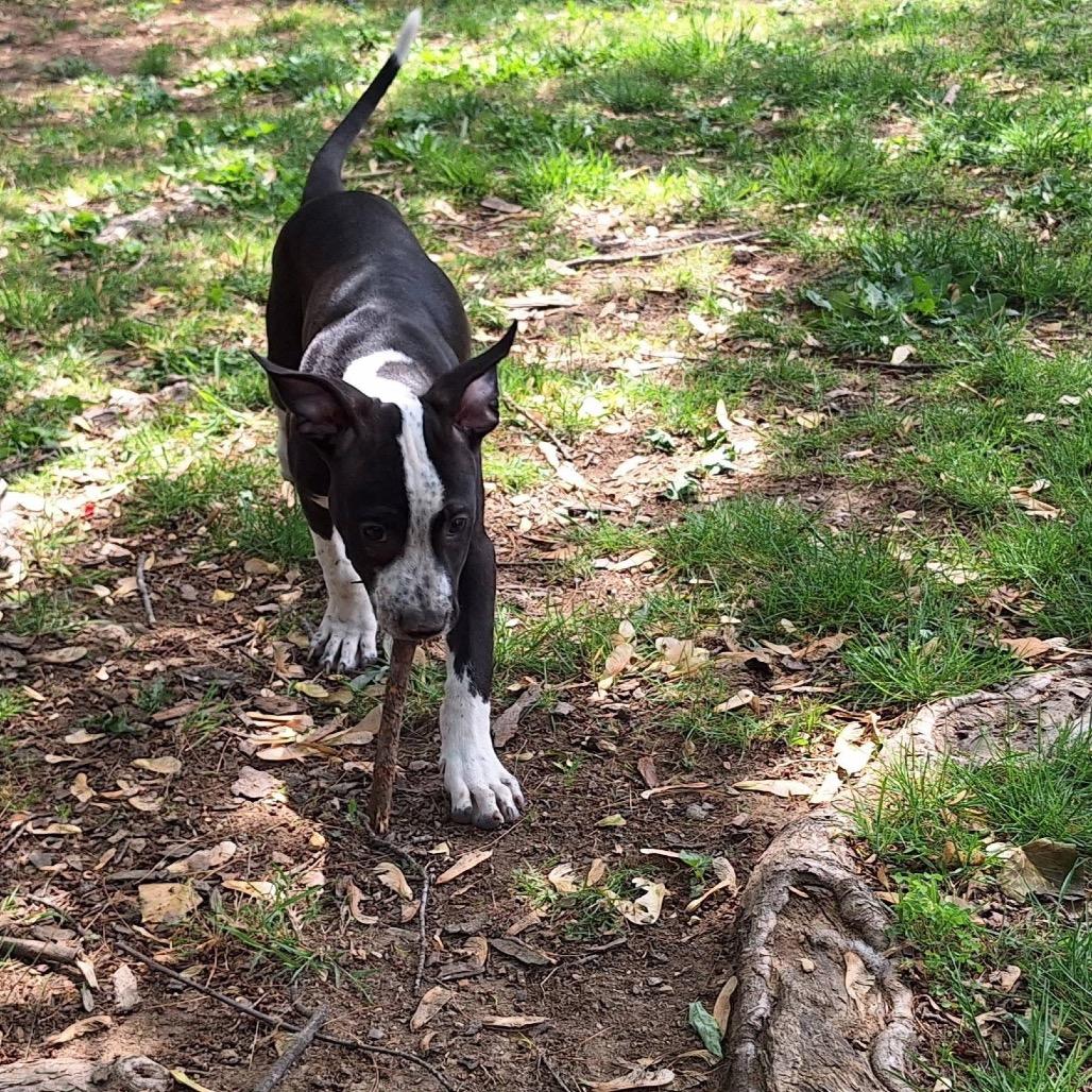 Enlarge Severide, a Adoptable mixed breed in Rocky Mount, VA image 6/6
