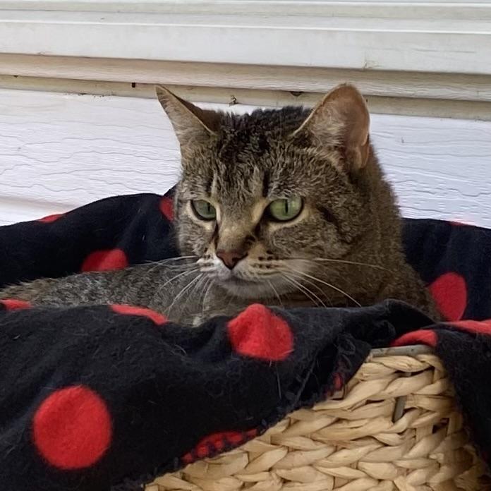 Molly, Adoptable, Adult Female Tabby.