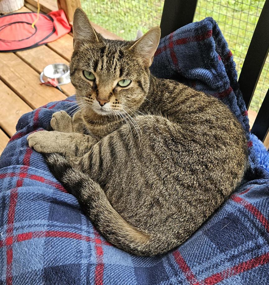 Molly, a Adoptable Tabby in Stanstead, QC image 2/6