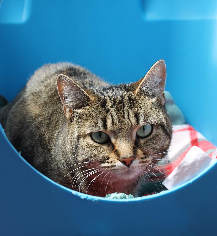 Molly, a Adoptable Tabby in Stanstead, QC image 3/6