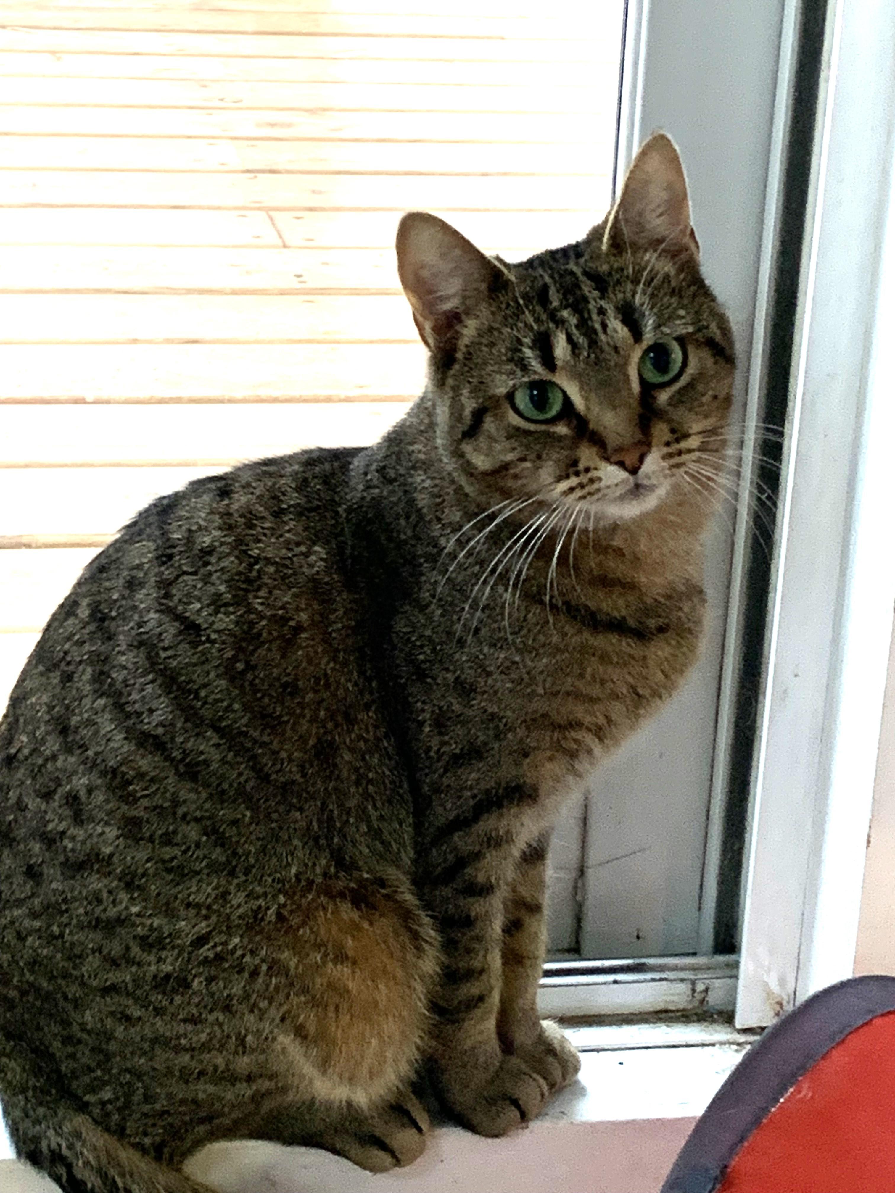 Molly, a Adoptable Tabby in Stanstead, QC image 4/6