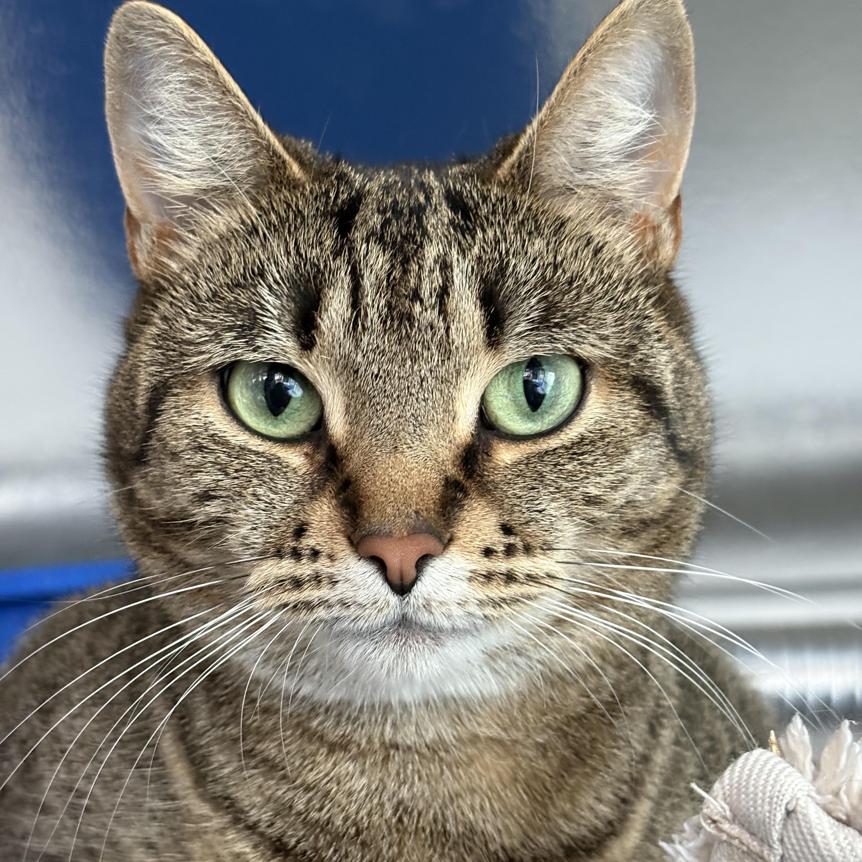 Molly, a Adoptable Tabby in Stanstead, QC image 1/6