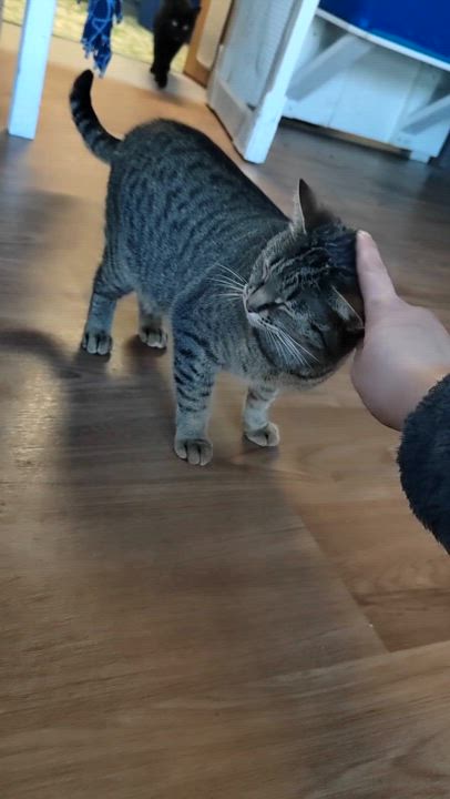 Enlarge Molly, a Adoptable Tabby in Stanstead, QC video 6/6