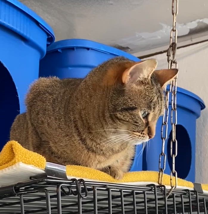 Enlarge Molly, a Adoptable Tabby in Stanstead, QC video 2/6