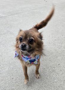 Enlarge Biggie, an adopted mixed breed in Bucyrus, OH image 4/5