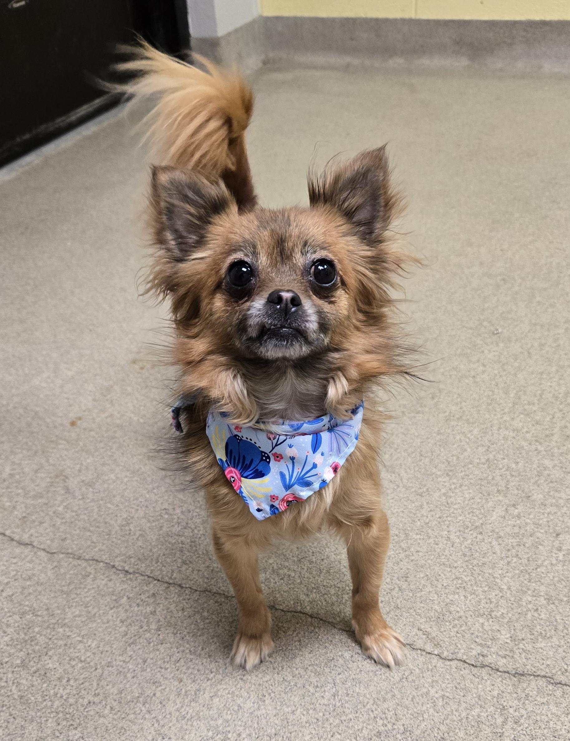 Enlarge Biggie, an adopted mixed breed in Bucyrus, OH image 3/5