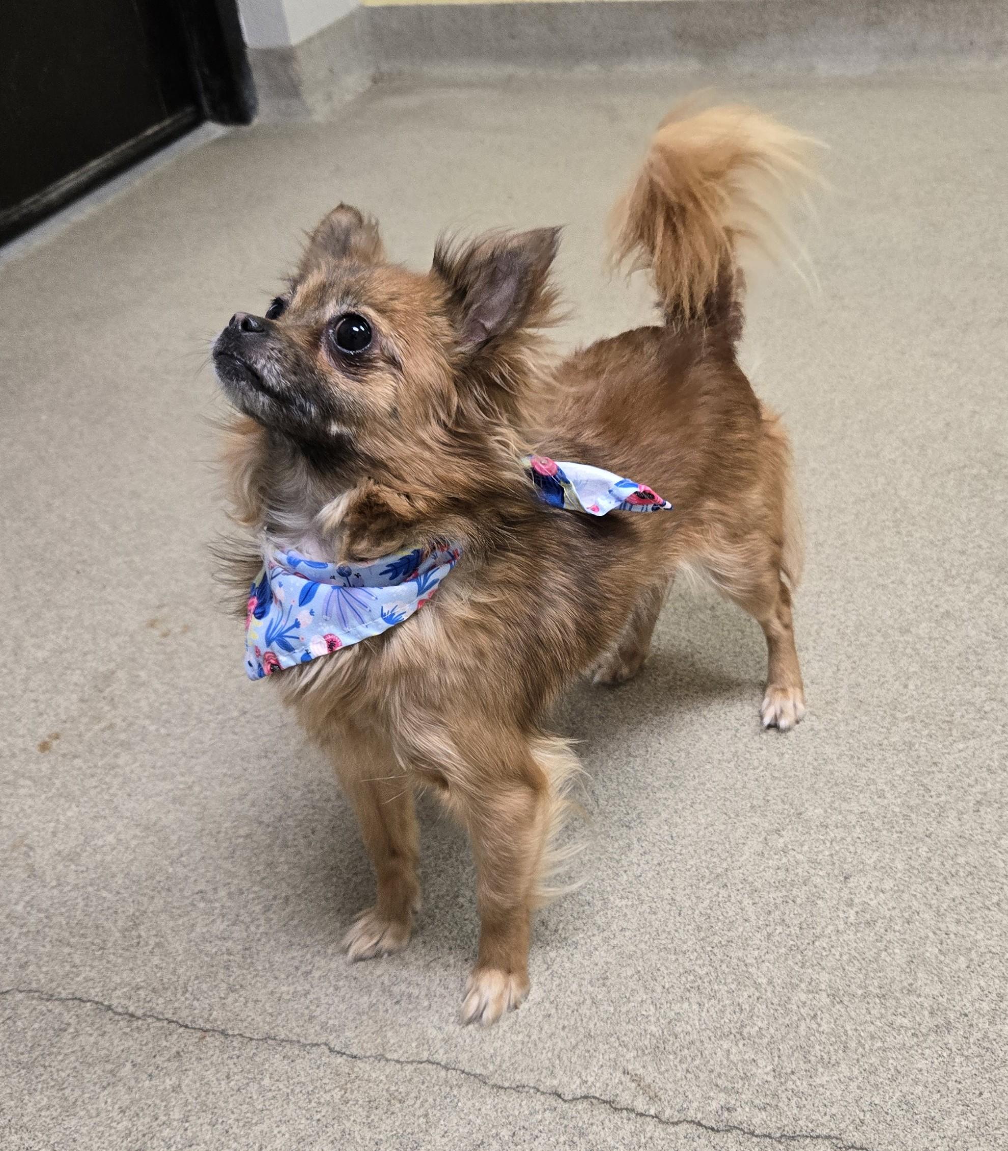 Enlarge Biggie, an adopted mixed breed in Bucyrus, OH image 2/5