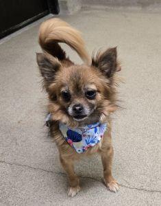 Enlarge Biggie, an adopted mixed breed in Bucyrus, OH image 5/5