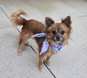Biggie, adopted, Adult Female Pomeranian & Chihuahua.