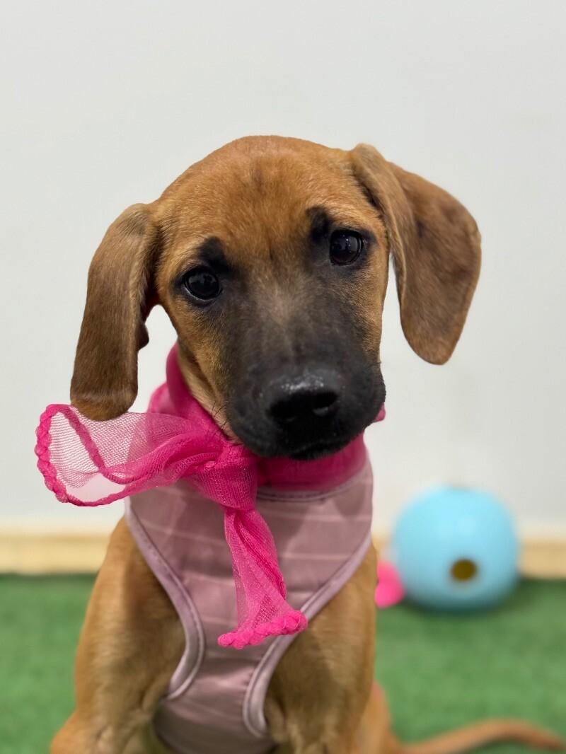 Sookie, Baby Female Labrador Retriever
