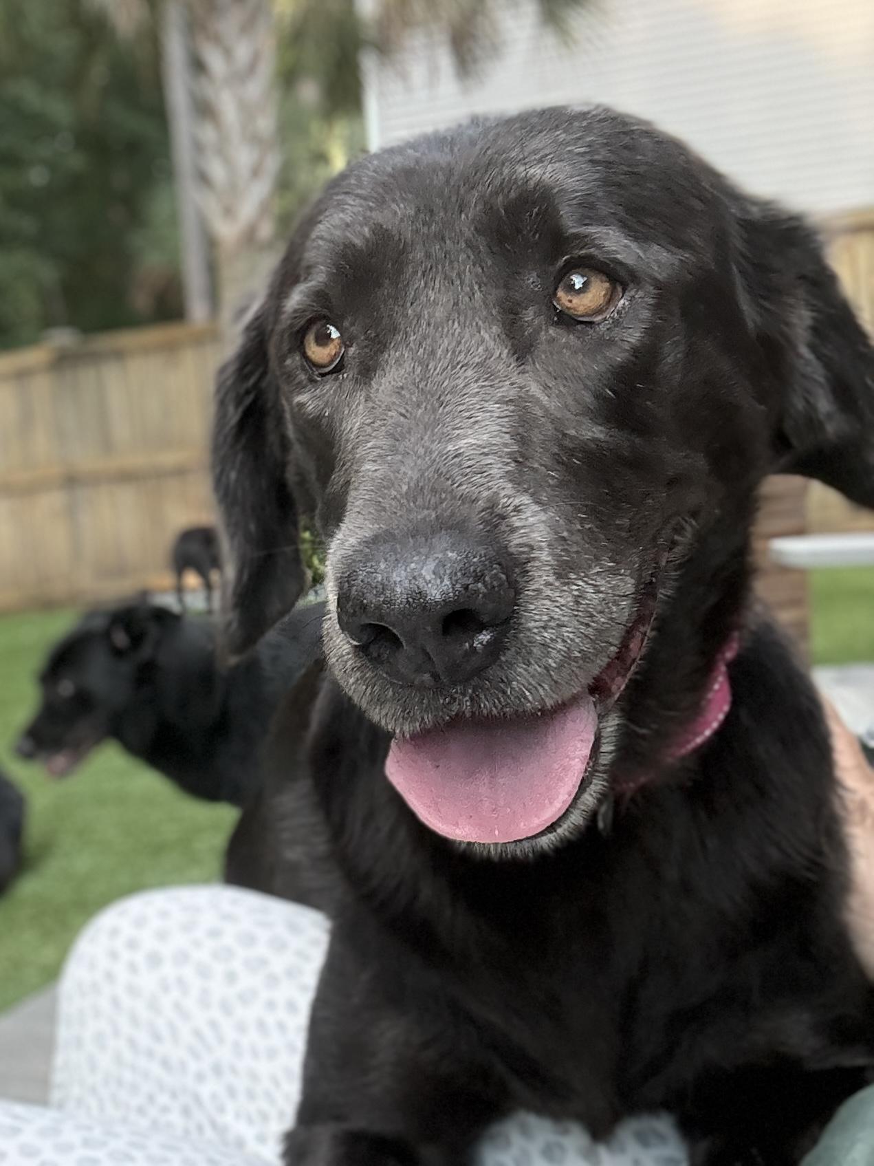 Savannah, Adoptable, Adult Female Black Labrador Retriever.