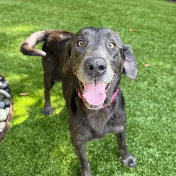 Enlarge Savannah, a Adoptable mixed breed in Awendaw, SC image 2/2