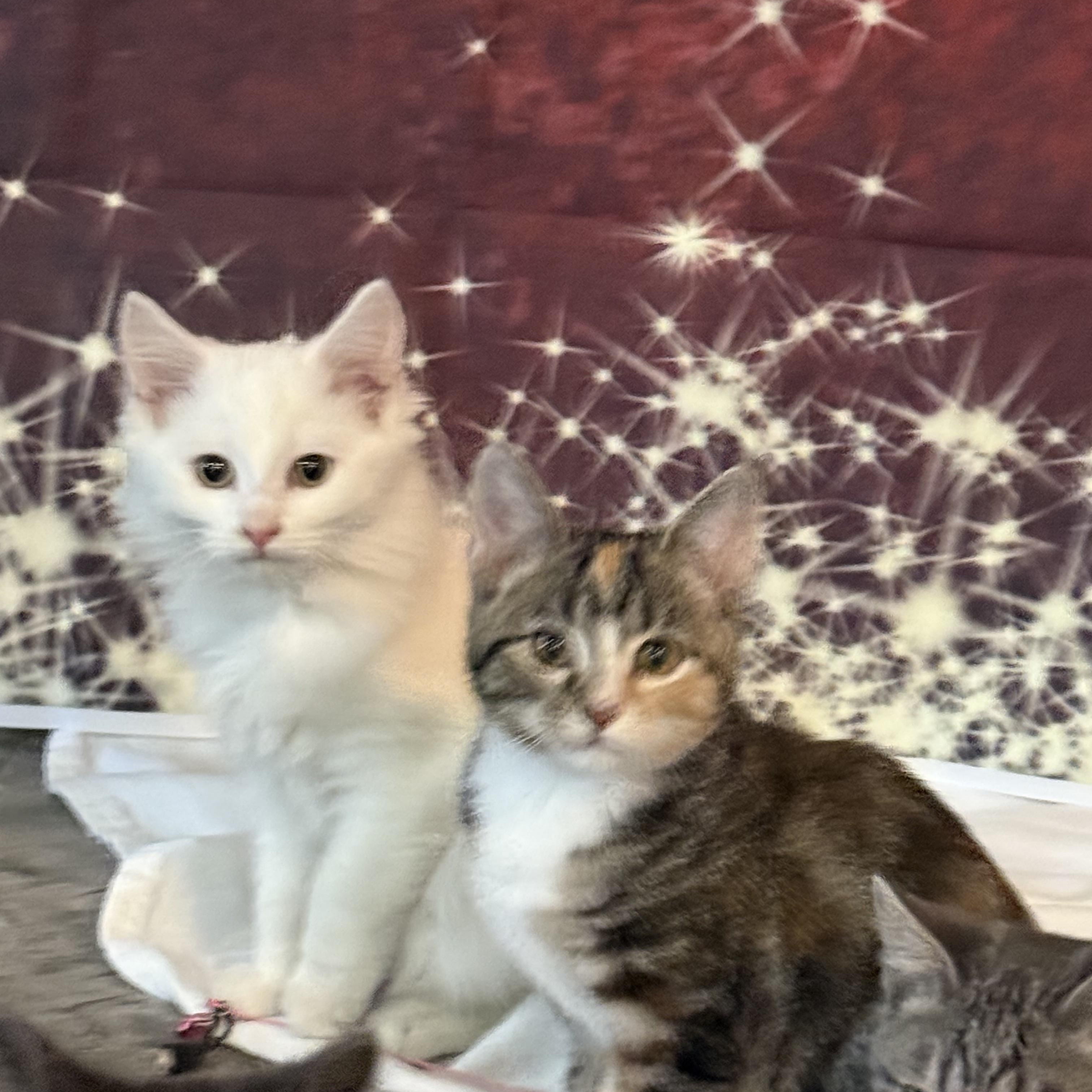 Peach, adopted, Young Female Domestic Short Hair.
