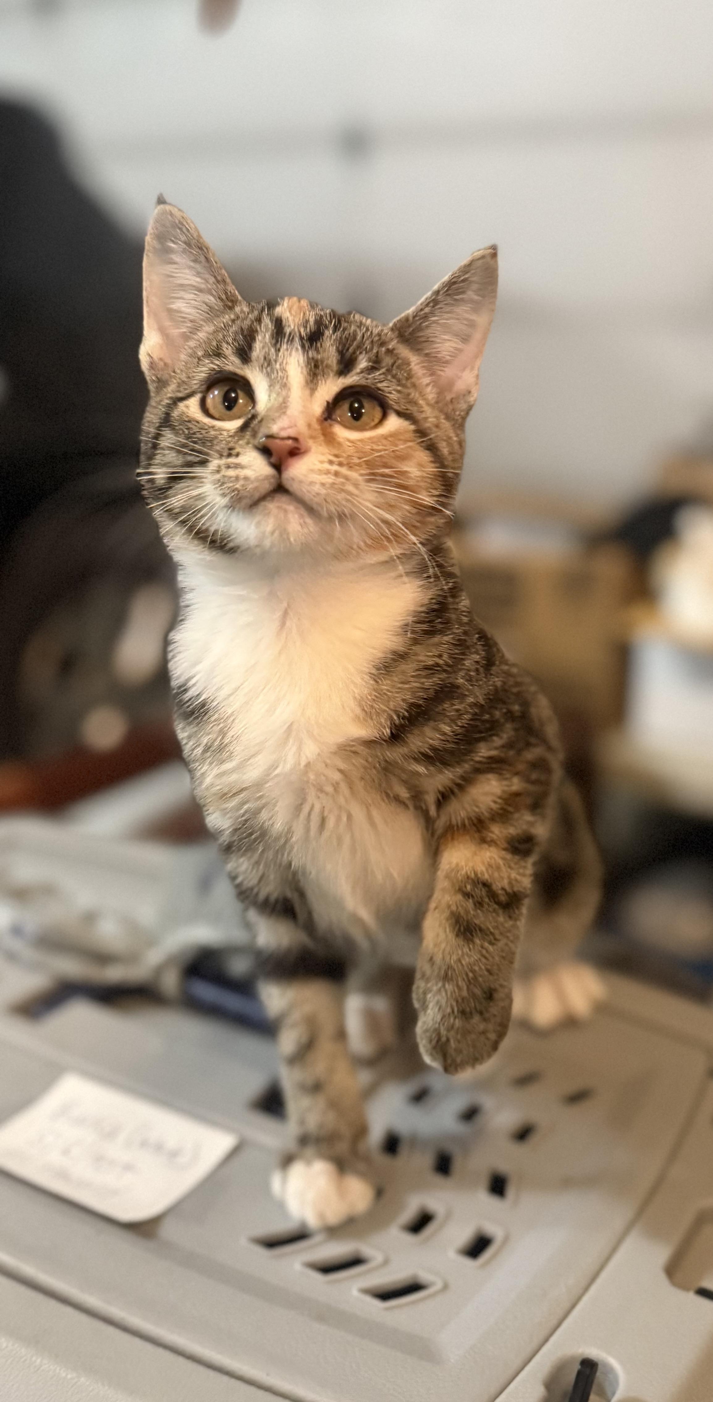 Enlarge Peach, an adopted Domestic Short Hair in Eagleville, TN image 2/2