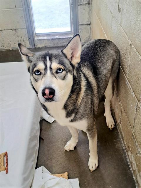 YUKI, Adoptable, Adult Female Siberian Husky.