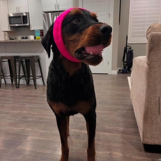 Romeo, a Adoptable mixed breed in Thayne, WY image 3/3