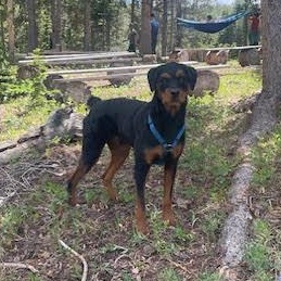 Romeo, a Adoptable mixed breed in Thayne, WY image 2/3