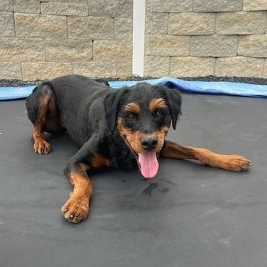 Romeo, a Adoptable mixed breed in Thayne, WY image 1/3