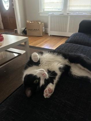 Jumba, Adoptable, Adult Male Domestic Short Hair & Domestic Short Hair.