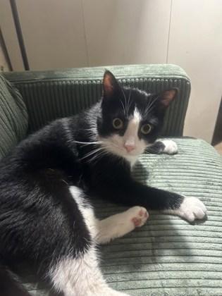 Jumba, a Adoptable Domestic Short Hair in Washington, DC image 2/3