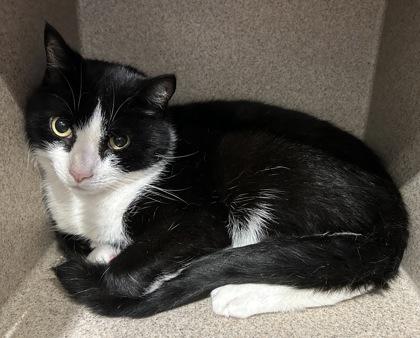 Jumba, a Adoptable Domestic Short Hair in Washington, DC image 3/3