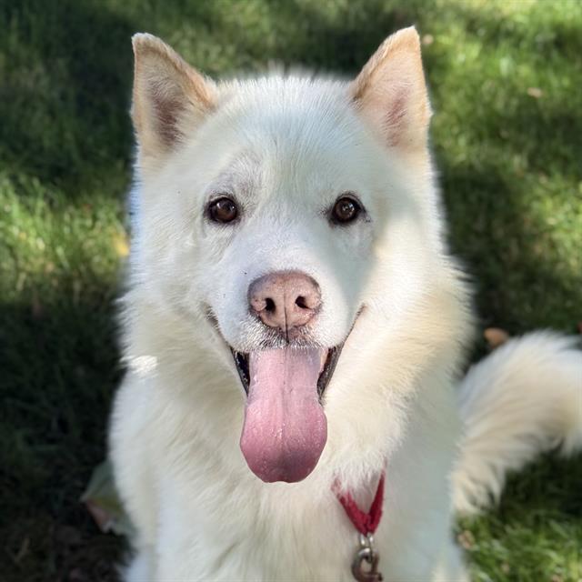 Enlarge BLIZZARD, a Adoptable mixed breed in Kent, WA image 1/1