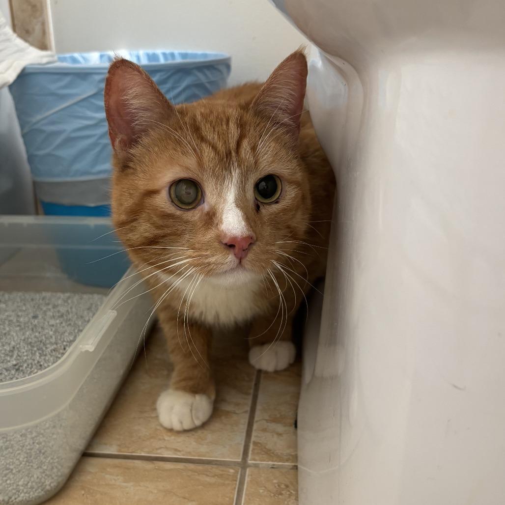 Jester, Adoptable, Adult Male Domestic Short Hair.