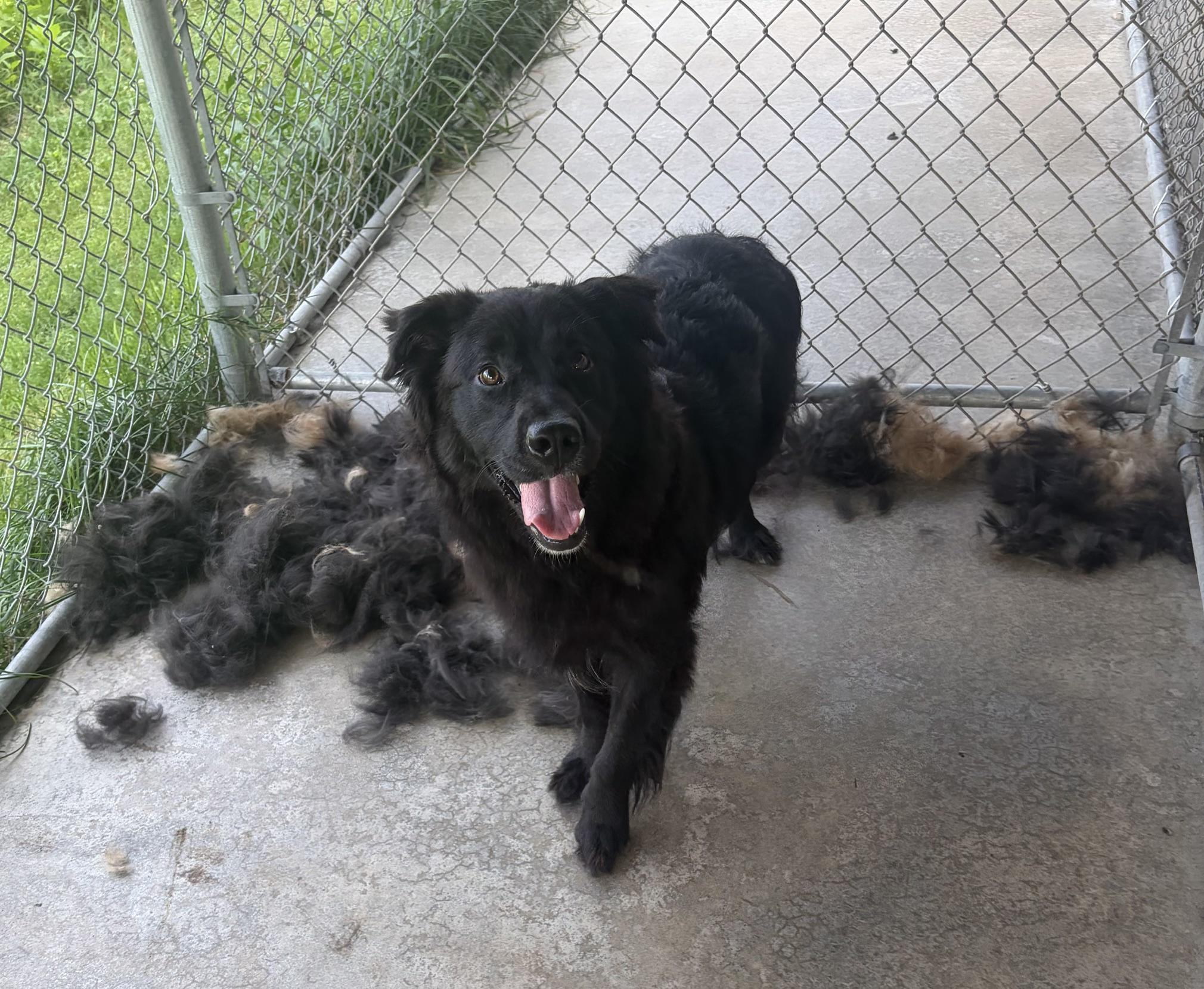 Enlarge Daffy, a Adopted mixed breed in Seneca, PA image 3/3
