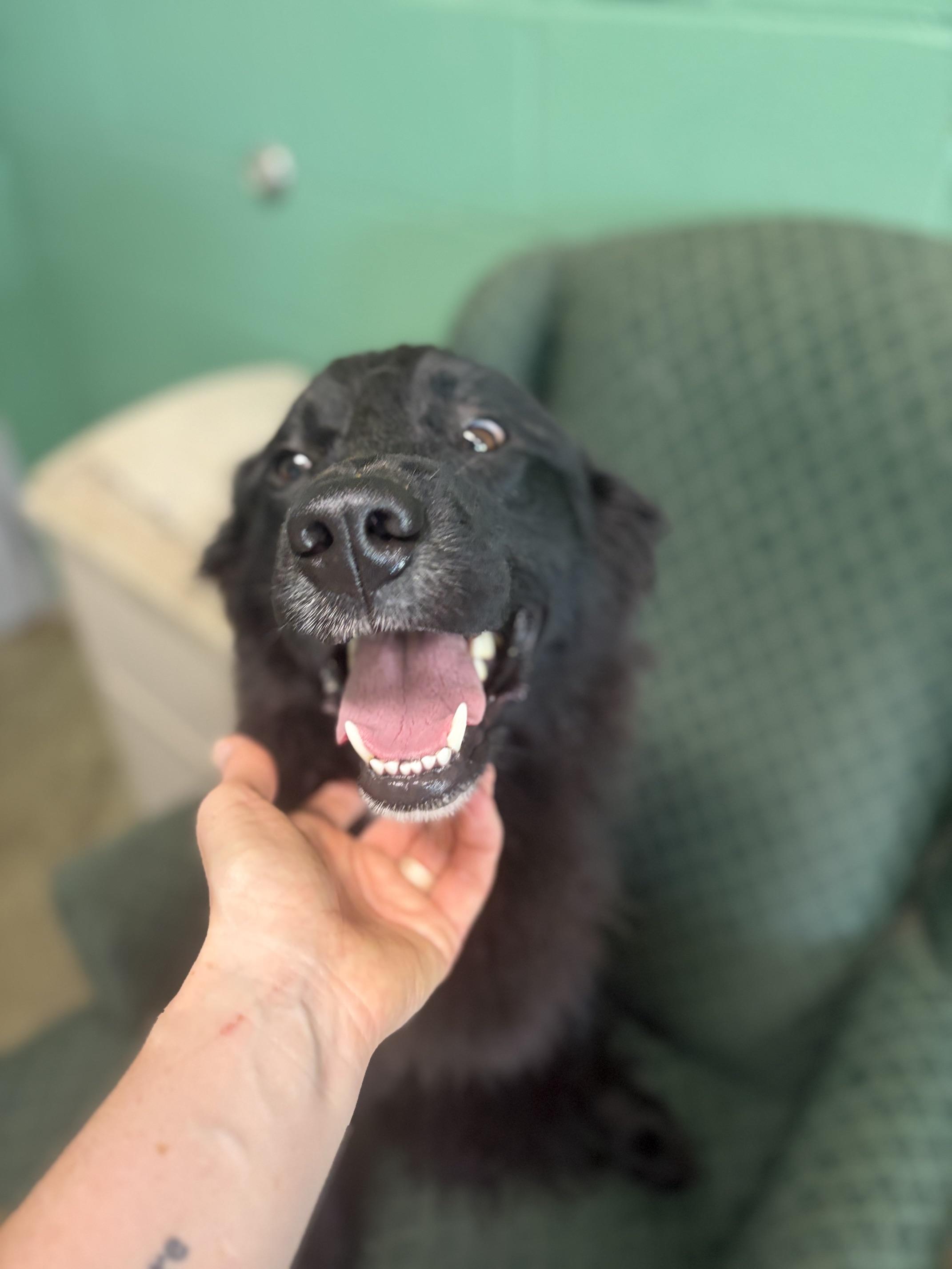 Daffy, Adopted, Adult Male Retriever.