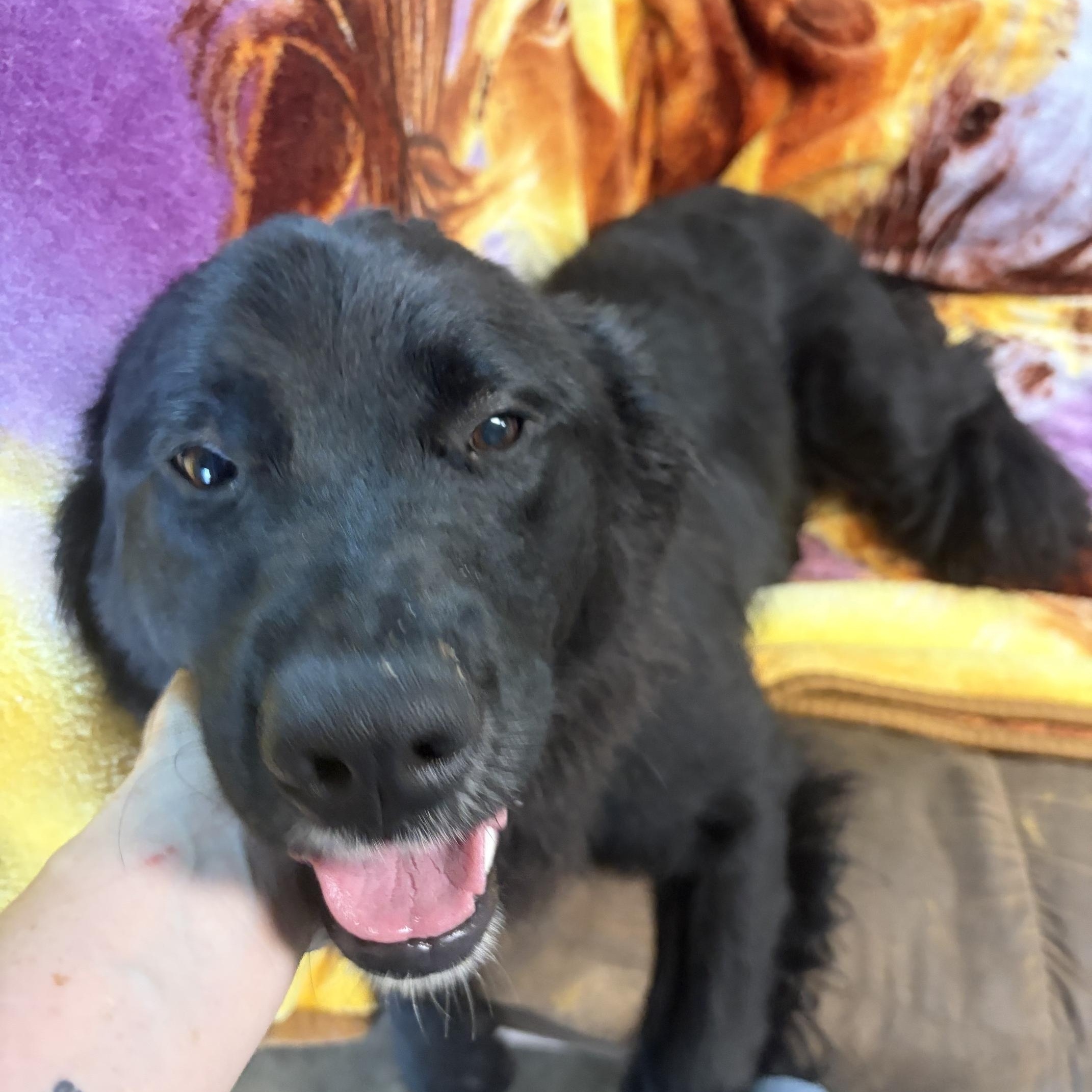 Enlarge Daffy, a Adopted mixed breed in Seneca, PA image 2/3
