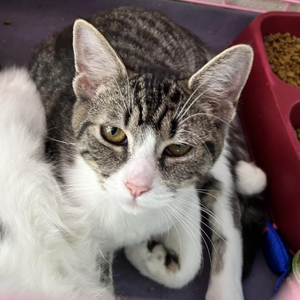 Laney, Adoptable, Young Female Domestic Short Hair.