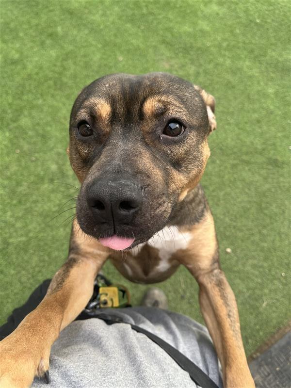 Enlarge Simon, a Adoptable mixed breed in New Kensington, PA image 1/6