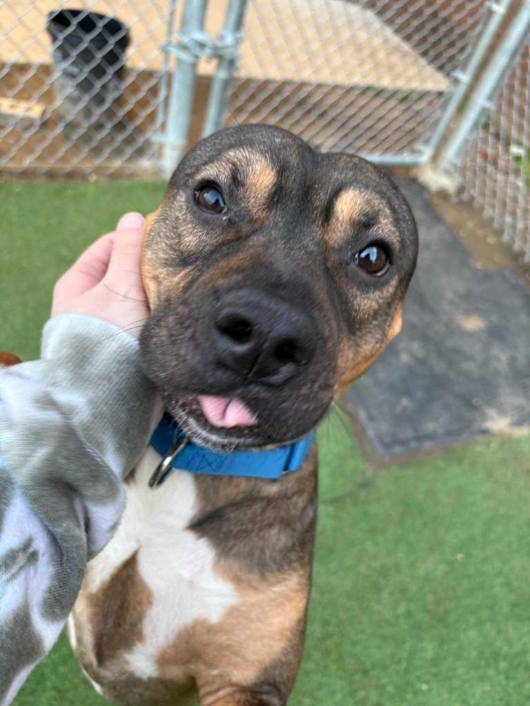 Enlarge Simon, a Adoptable mixed breed in New Kensington, PA image 2/6