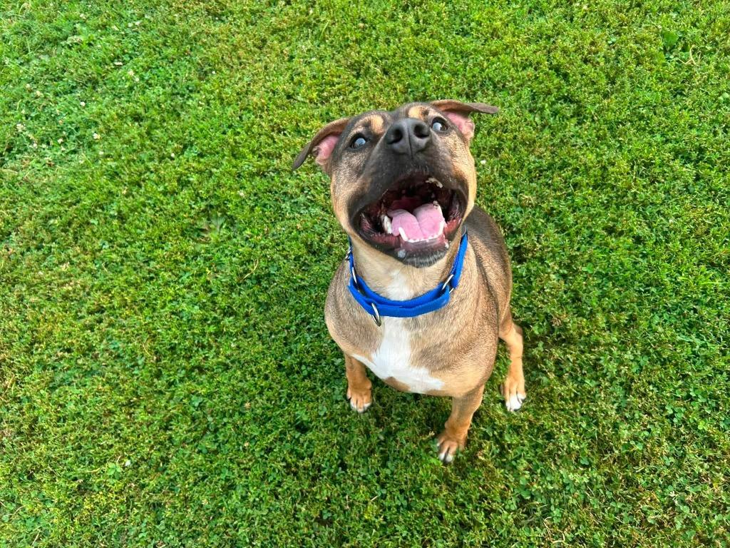 Simon, a Adoptable mixed breed in New Kensington, PA image 3/6