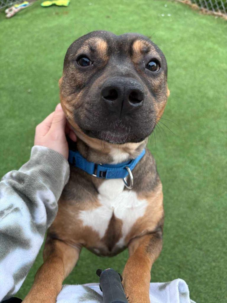 Enlarge Simon, a Adoptable mixed breed in New Kensington, PA image 3/6