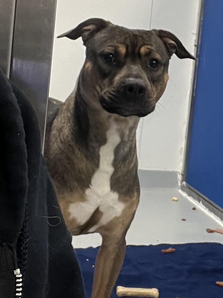 Enlarge Simon, a Adoptable mixed breed in New Kensington, PA image 4/6