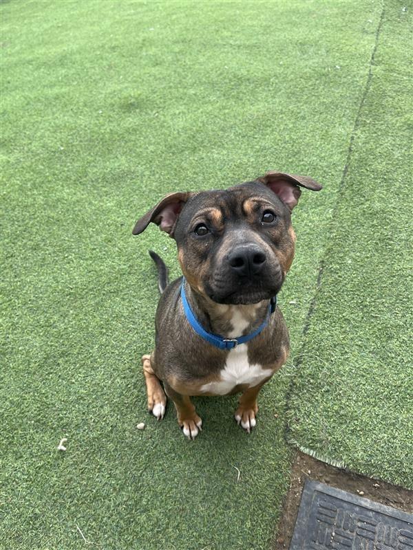 Enlarge Simon, a Adoptable mixed breed in New Kensington, PA image 5/6