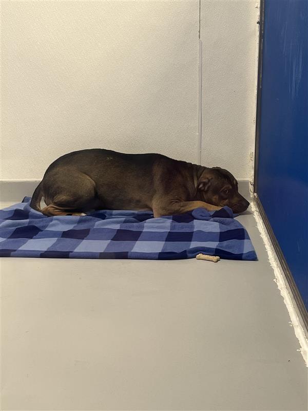 Enlarge Simon, a Adoptable mixed breed in New Kensington, PA image 6/6