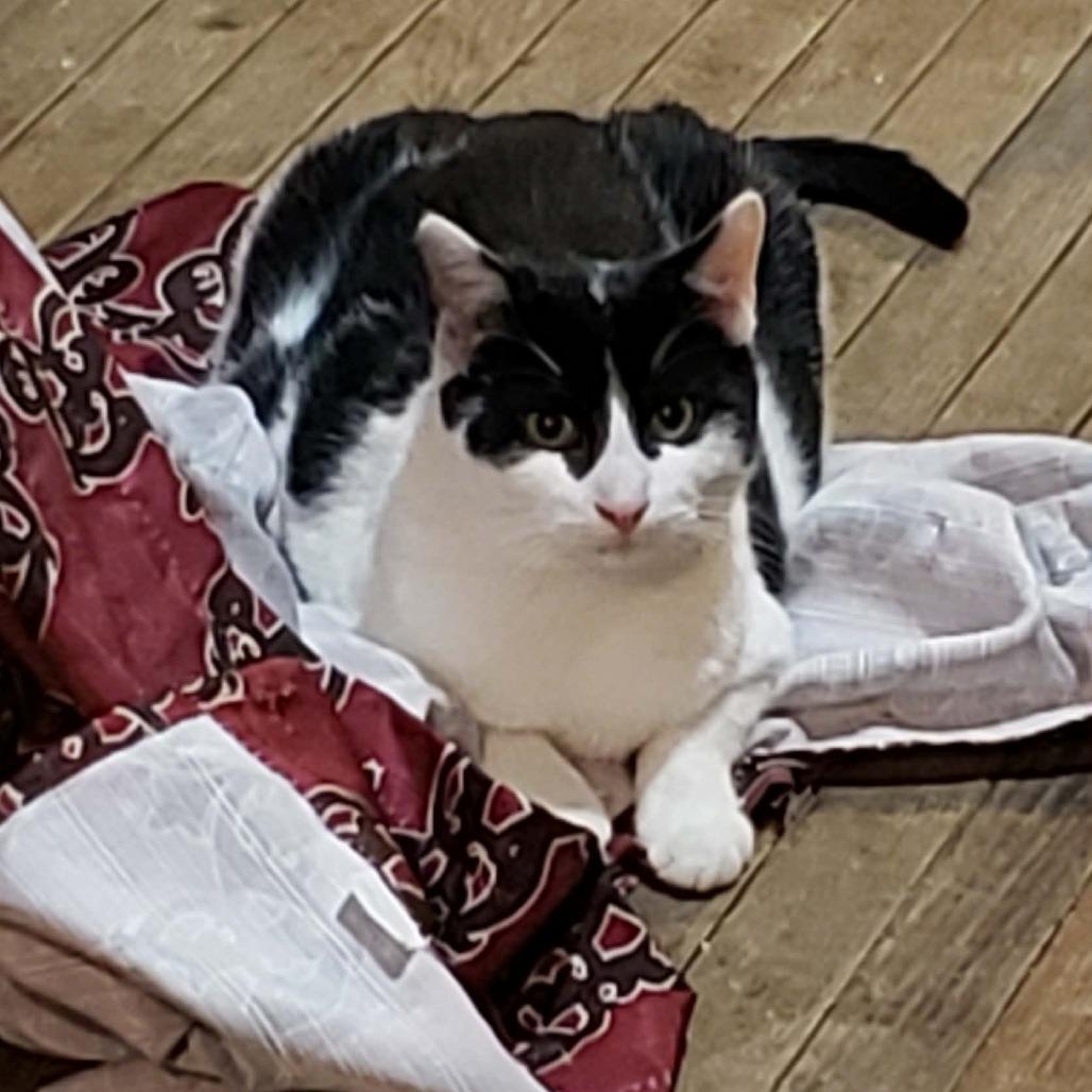 Mason Moe, Adoptable, Young Male Domestic Short Hair.