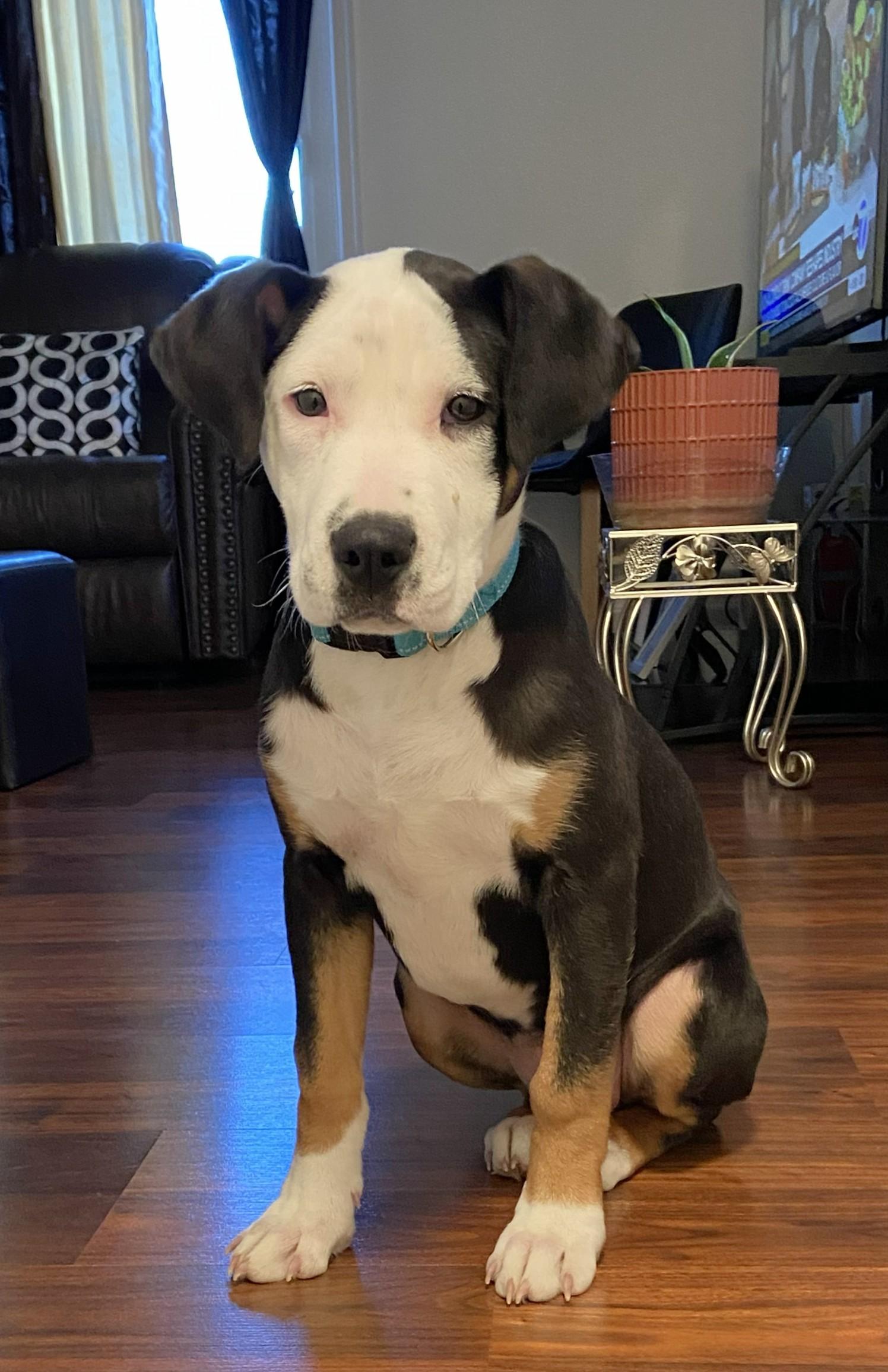 Enlarge Honey, an adopted Mixed Breed in Schaumburg, IL image 4/4