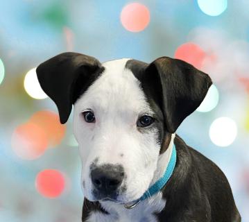 Enlarge Honey, an adopted Mixed Breed in Schaumburg, IL image 1/4