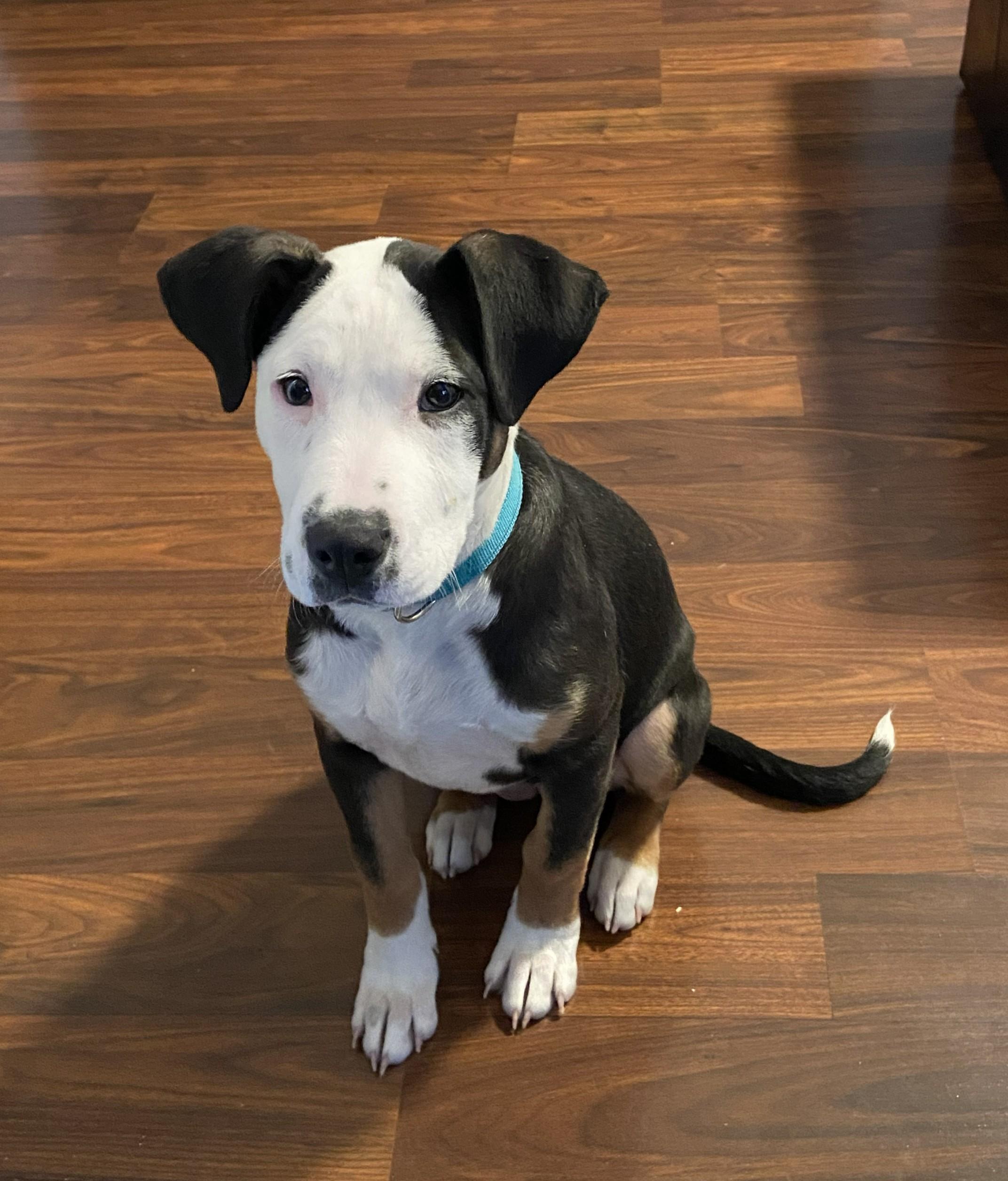 Enlarge Honey, an adopted Mixed Breed in Schaumburg, IL image 3/4