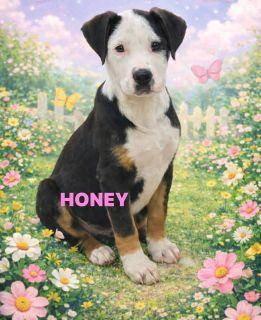 Enlarge Honey, an adopted Mixed Breed in Schaumburg, IL image 2/4