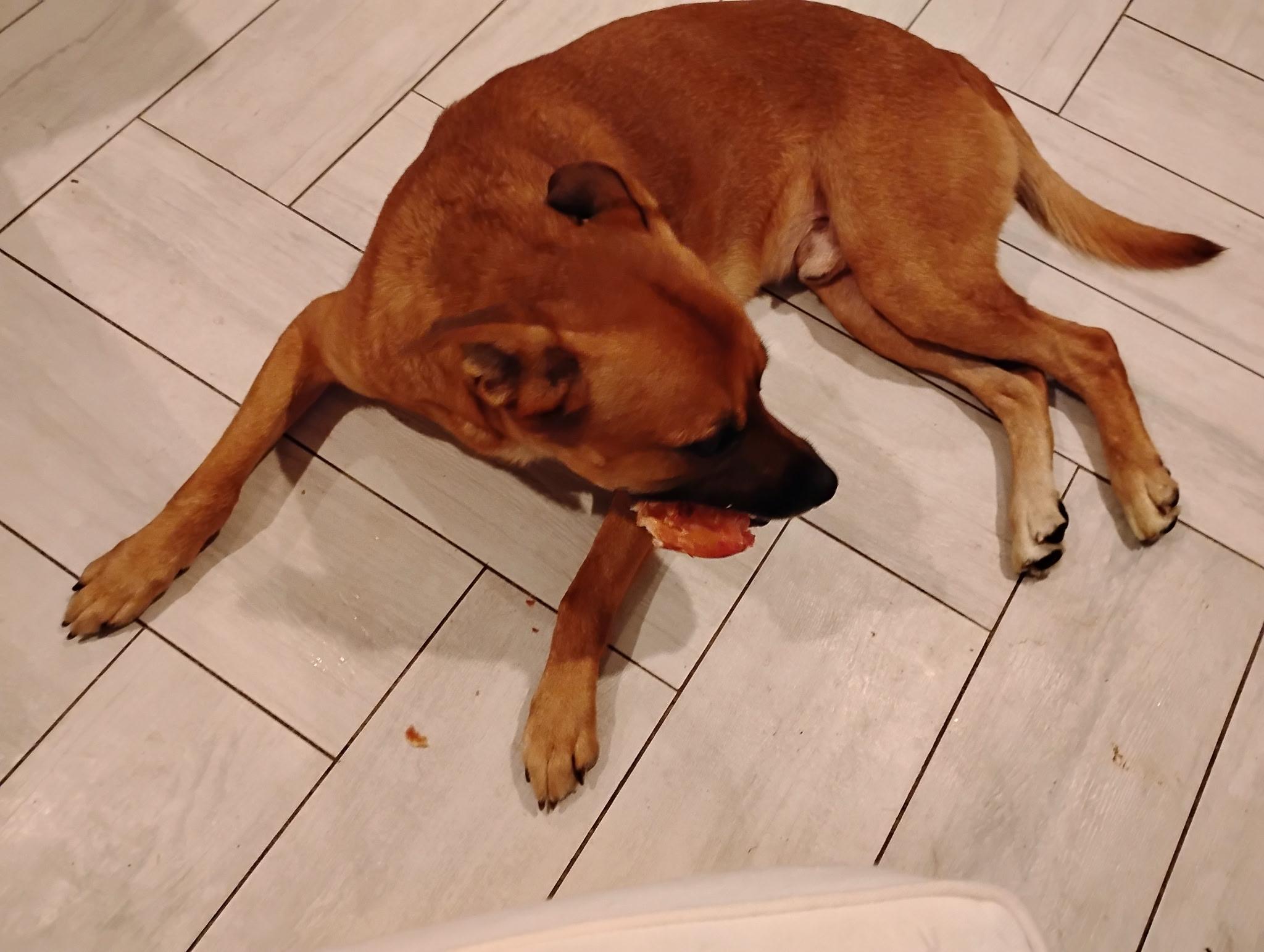 Hank, Adoptable, Puppy Male Black Mouth Cur.