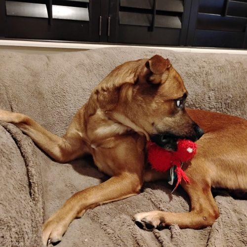 Enlarge Hank, a Adoptable Black Mouth Cur in Fort Lauderdale, FL image 1/4