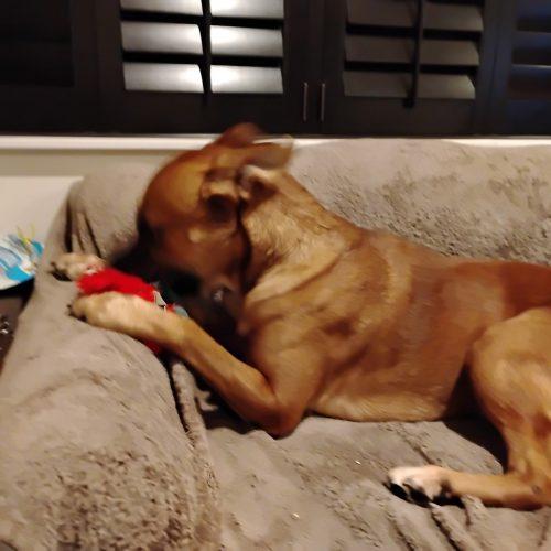 Enlarge Hank, a Adoptable Black Mouth Cur in Fort Lauderdale, FL image 2/4