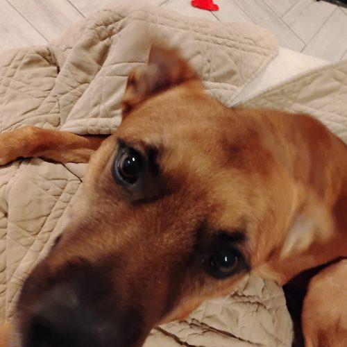 Enlarge Hank, a Adoptable Black Mouth Cur in Fort Lauderdale, FL image 3/4