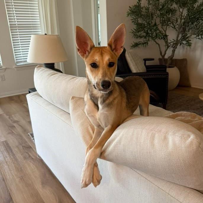 Opal May- Wiley, Adoptable, Young Female German Shepherd Dog.