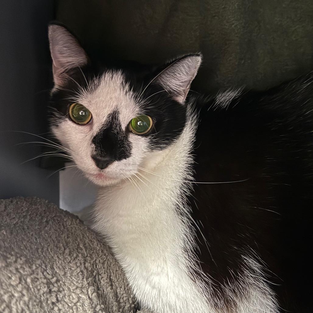 Enlarge Chloe, a Adoptable Domestic Short Hair in West Palm Beach, FL image 1/2